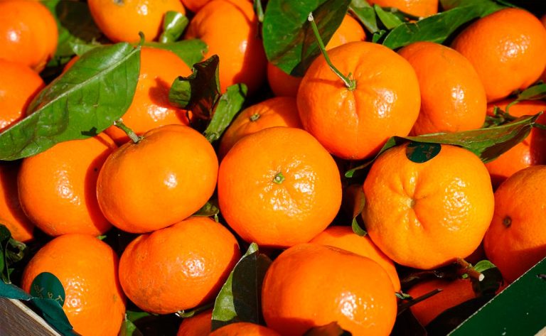 Aumento en la producción de mandarinas de Chile