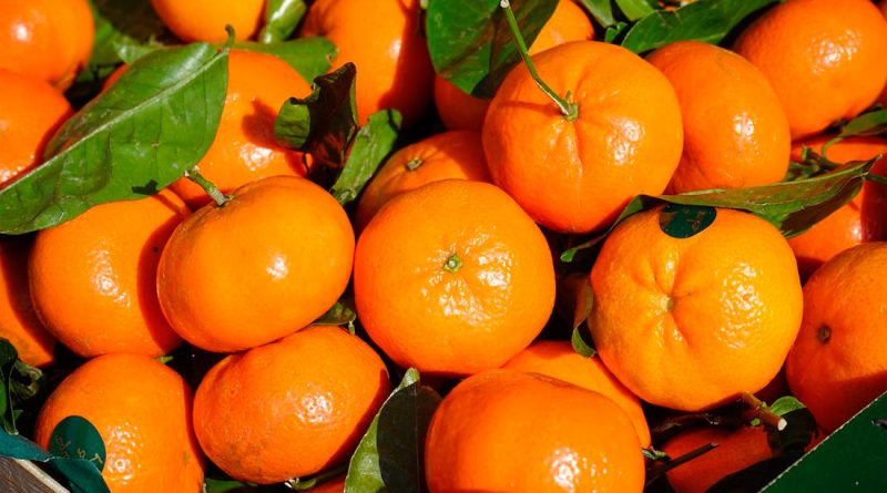 Aumento en la producción de mandarinas de Chile