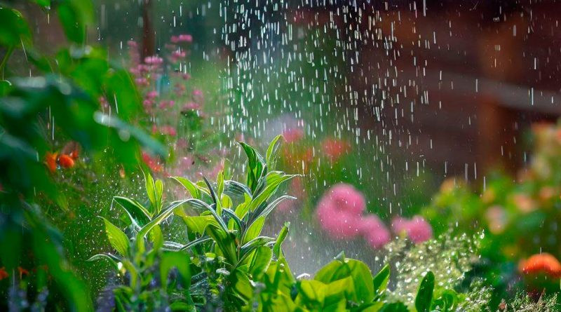 Cómo utilizar agua de lluvia para el riego de plantas