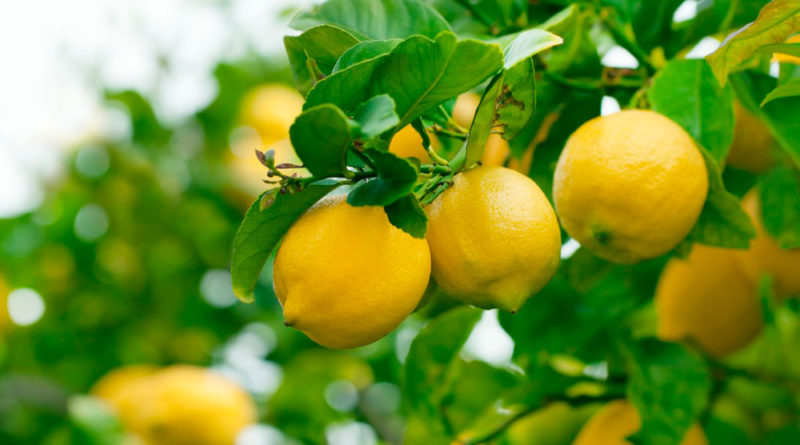 ¿Cuanta agua necesita un limonero?
