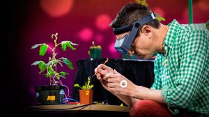 Experimentos que demuestran que las plantas pueden contar y comunicarse