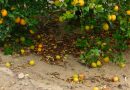 Impacto de los herbicidas en la caída de los frutos