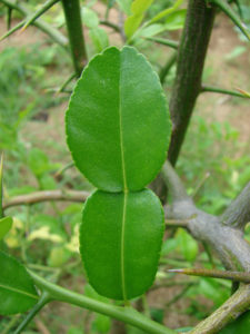 Lima Kaffir - Citricas.Com