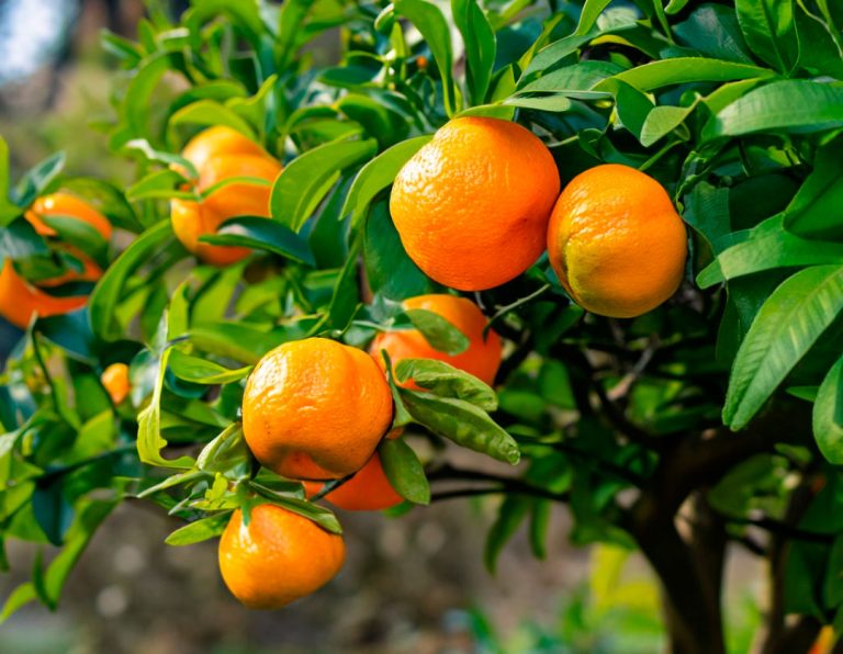 Los mejores portainjertos para mandarinas