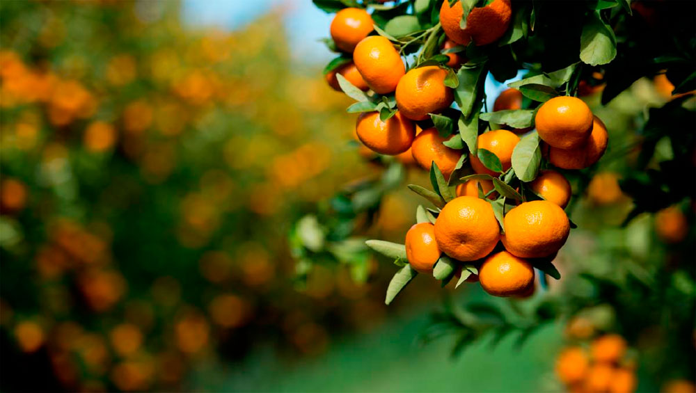 Perú aumentó sus exportaciones de mandarina