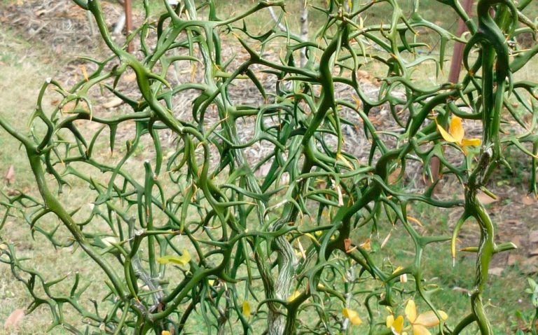 Poncirus trifoliata var. Monstrosa