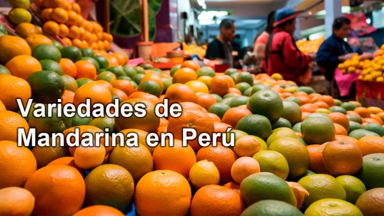 Variedades de mandarina en Perú