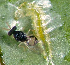 Imagen que muestra el momento en que una hembra de Ageniaspis citricola coloca sus huevos en una larva de Phyllocnistis citrella.