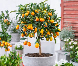 Kumquats en matero cuidados básicos