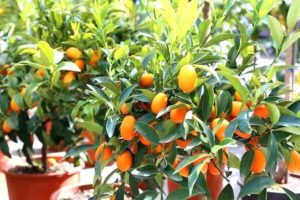 Kumquats en matero cuidados básicos
