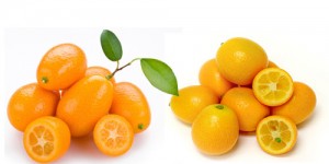 Variedades de kumquats